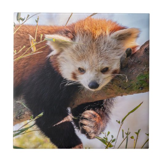 Roodrode panda tegeltje (Voorkant)