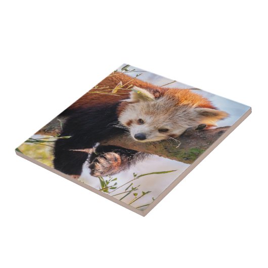 Roodrode panda tegeltje (Zijkant)