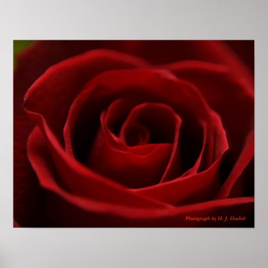 Roodrode roze poster (Voorkant)