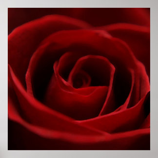 Roodrode roze poster