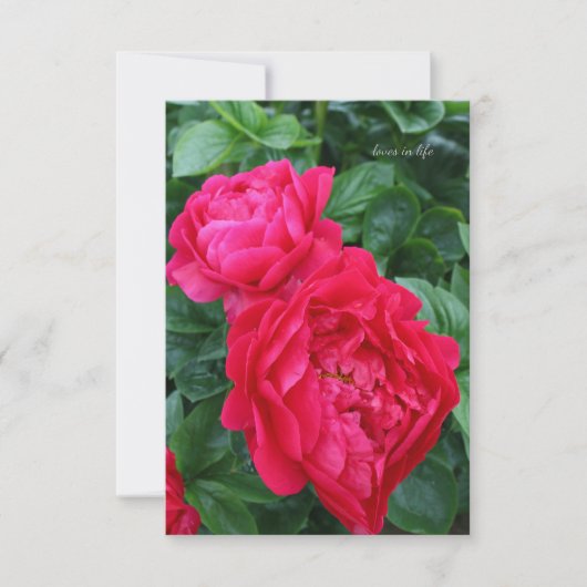 Roodroze pioen notitiekaartje (Voorkant)