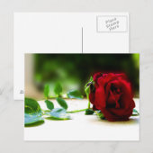 RoodrozenBriefkaarten Briefkaart (Voorkant / Achterkant)