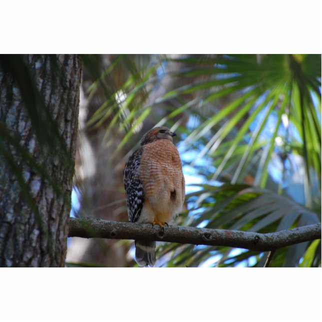 Roodschouderwets Staand Fotobeeldje (Voorkant)