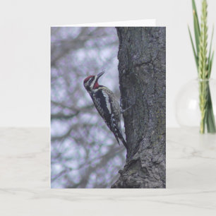 Roodsnavel-Sapsucker Specht Leeg Kaart
