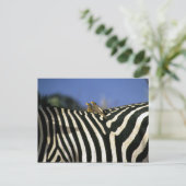 Roodsnavelossenpikker op de rug van een zebra - Zi Briefkaart (Staand voorkant)