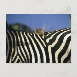 Roodsnavelossenpikker op de rug van een zebra - Zi Briefkaart