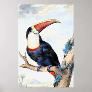 Roodsnaveltoucan,  poster
