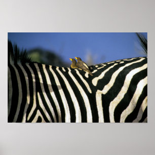 Roodsnavende ossenpikker op de rug van een zebra - poster