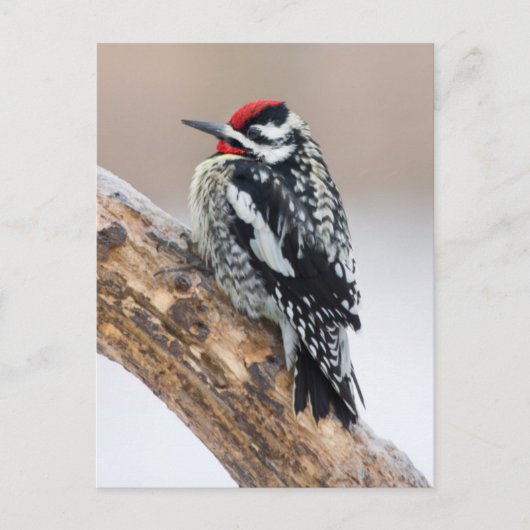Roodsnavspecht mannetje briefkaart (Voorkant)