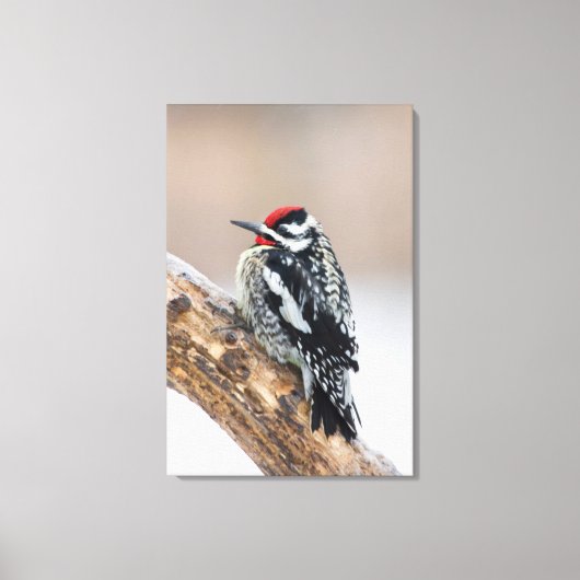 Roodsnavspecht mannetje canvas afdruk (Voorkant)