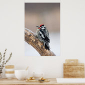 Roodsnavspecht mannetje poster (Keuken)