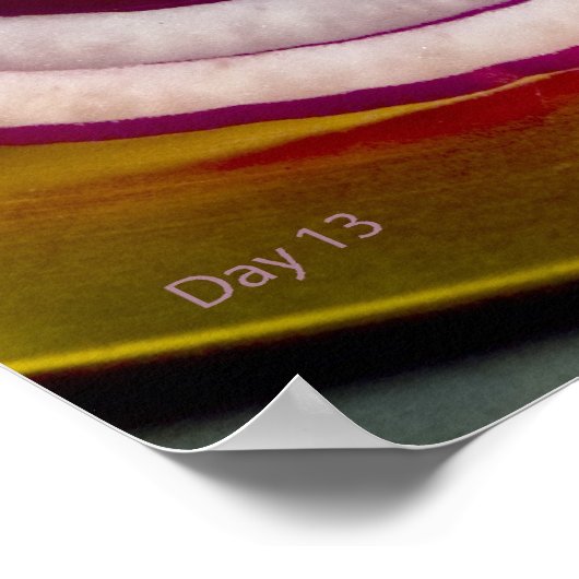 Roodspieren Poster (Hoek)