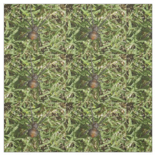 Roodspin op groene gras, stof