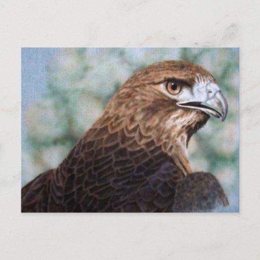 Roodstaart Hawk-luchtborstel Briefkaart (Voorkant)