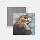 Roodstaart Hawk-luchtborstel Magneet (Voorkant / Achterkant)