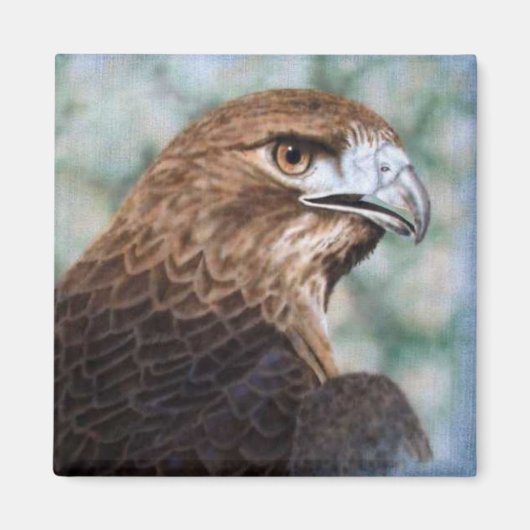 Roodstaart Hawk-luchtborstel Magneet (Voorkant)