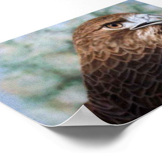 Roodstaart Hawk-luchtborstel Poster (Hoek)