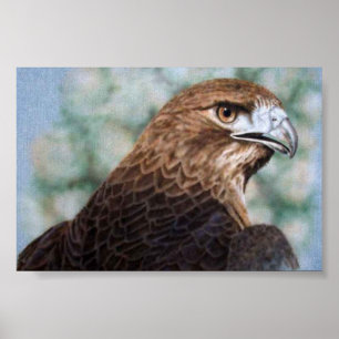 Roodstaart Hawk-luchtborstel Poster