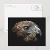 Roodstaart Hawk pastel Briefkaart (Voorkant / Achterkant)