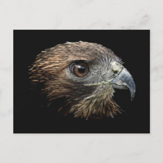 Roodstaart Hawk pastel Briefkaart (Voorkant)