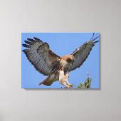 Roodstaart Hawk Soft Landing Stretch Canvas Print (Voorkant)