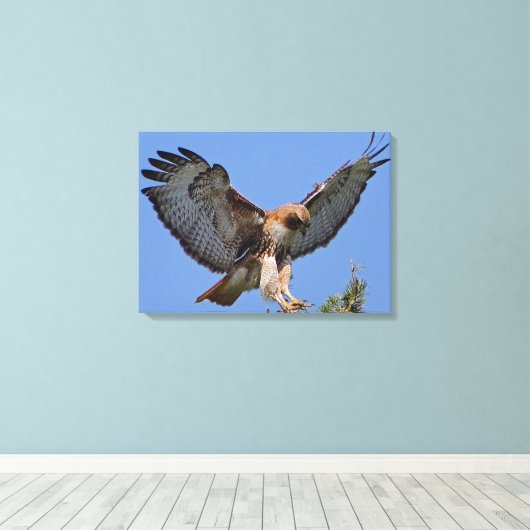 Roodstaart Hawk Soft Landing Stretch Canvas Print (Insitu (Houten vloer))