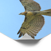 roodstaart poster (Hoek)