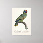 Roodstaartamazone, Amazona Brasiliensis Canvas Afdruk (Voorkant)