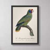 Roodstaartamazone, Amazona Brasiliensis Foto Afdruk