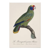 Roodstaartamazone, Amazona Brasiliensis Foto Afdruk (Voorkant)