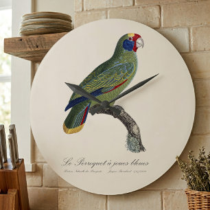 Roodstaartamazone, Amazona Brasiliensis Grote Klok