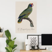 Roodstaartamazone, Amazona Brasiliensis Poster (Thuiskantoor)