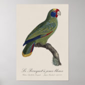 Roodstaartamazone, Amazona Brasiliensis Poster (Voorkant)