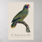 Roodstaartamazone, Amazona Brasiliensis Poster (Voorkant)