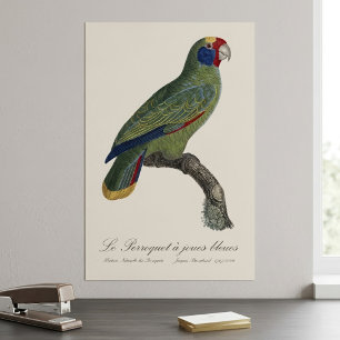 Roodstaartamazone, Amazona Brasiliensis Poster