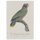 Roodstaartamazone, Amazona Brasiliensis Sticker (Voorkant)