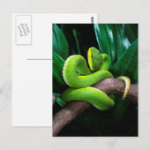 Roodstaartbamboeviper Briefkaart (Voorkant / Achterkant)