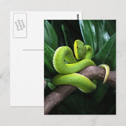 Roodstaartbamboeviper Briefkaart (Voorkant / Achterkant)