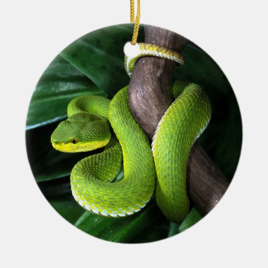 Roodstaartbamboeviper Keramisch Ornament (Voorkant)