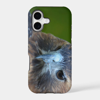 Roodstaartbuizerd