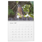 Roodstaartbuizerd 2027 kalender (Jan 2027)