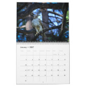 Roodstaartbuizerd 2027 kalender (Jan 2027)