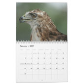 Roodstaartbuizerd 2027 kalender (Feb 2027)