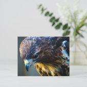 Roodstaartbuizerd Ansichtkaart Briefkaart (Staand voorkant)