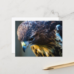 Roodstaartbuizerd Ansichtkaart Briefkaart