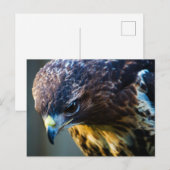 Roodstaartbuizerd Ansichtkaart Briefkaart (Voorkant / Achterkant)