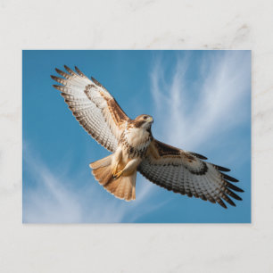 Roodstaartbuizerd Briefkaart