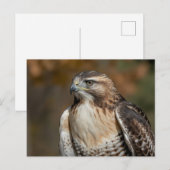 Roodstaartbuizerd close-up briefkaart (Voorkant / Achterkant)