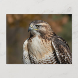 Roodstaartbuizerd close-up briefkaart