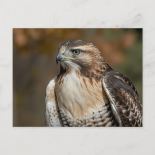 Roodstaartbuizerd close-up briefkaart